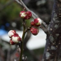 １月30日（木）　梅のつぼみが‥‥