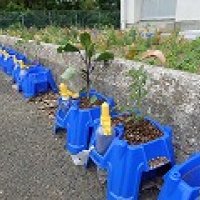 ５月１８日(月)　登校日　3　2年生が野菜の苗を植えました