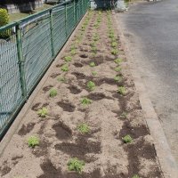 花壇にコキアを植えました