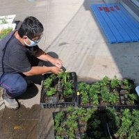 まもなく花壇への植え替えです