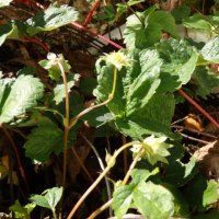 １１月６日（金）　何の植物でしょうか