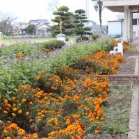 夏の花壇がついに終了です！