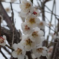 ３月５日（金）　梅の花が咲きました。