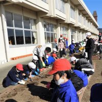 １月27日(木)　縦割り班で苗植えをしました。５年生はミシンに初めて取り組みました。