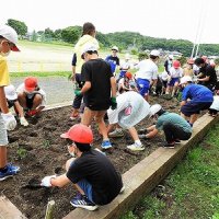 ６月１６日（木）愛校作業　花が咲くのが楽しみです