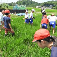 ６月29日（水）５年 ス米ルプロジェクト 水田の除草 