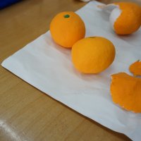 柑橘系果物を生産しています