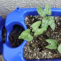 アサガオと植物の苗が育っています