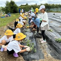 大きくなあれ　さつまいも