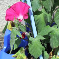 アサガオや野菜の苗が育っています！