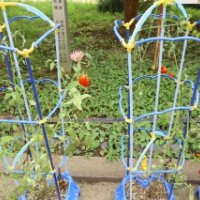 個別面談の際に、１・2年生の植木鉢をお持ち帰りください