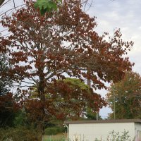 木々の葉が、赤く色づいてきました