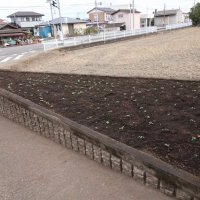 お陰様で，冬花壇が完成しました！
