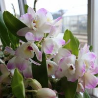 学年だより，給食だより，給食献立，保健だよりの３月号を掲載しました！