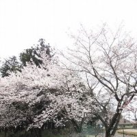 令和２年度学校評価の結果を掲載しました！