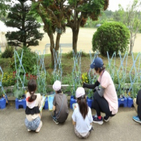 2年　生活科　野菜の苗が育っています