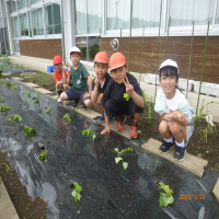 サツマイモの苗植え
