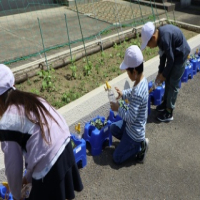 1年生　大きくなあれ　アサガオの芽