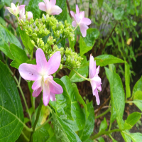 植物です？